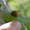 insect gall