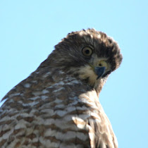 Plants, Animals, Birds and Reptiles of Northern New England