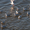 Bonaparte's Gull