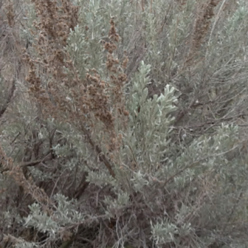 Russian thistle