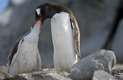 Mom regurgitates food into chick's mouth.