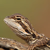 Bearded Dragon. ( newly hatched )