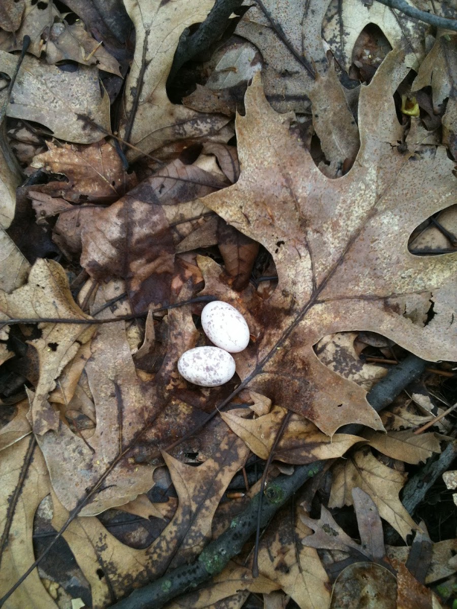 American Woodcock (Nest)