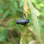 Horned Treehopper
