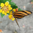 banded orange butterfly