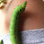 Tersa Sphinx (caterpillar)