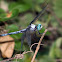 Great Blue Skimmer dragonfly (male)
