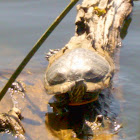 Red Eared slider