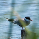 Whiskered Tern; Fumarel Cariblanco
