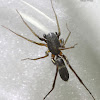 Ant mimic spider