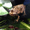 Roths tree Frog