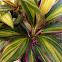 Kiwi Ti Plant