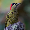 Green Muddy Woodpecker