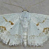 Small Frosted Wave Moth