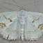 Small Frosted Wave Moth