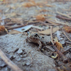 Cricket frog