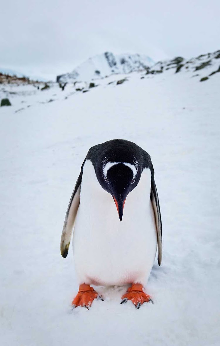 A gentoo penguin seems a tad downcast during a G Adventures expedition of Neko, Antarctica.