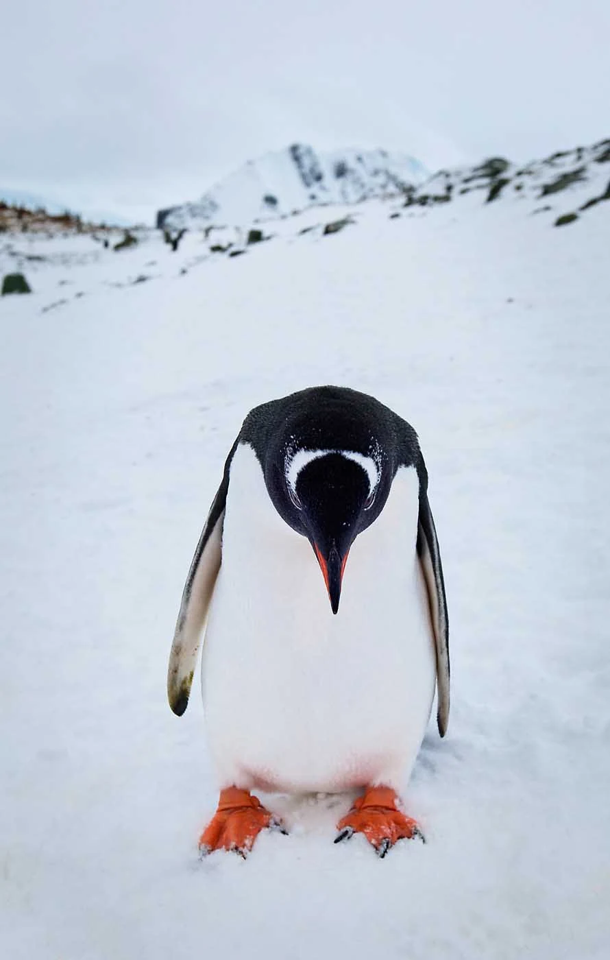 Antarctica-Neko-Inlet-Gentoo-Penguin - A gentoo penguin seems a tad downcast during a G Adventures expedition of Neko, Antarctica.