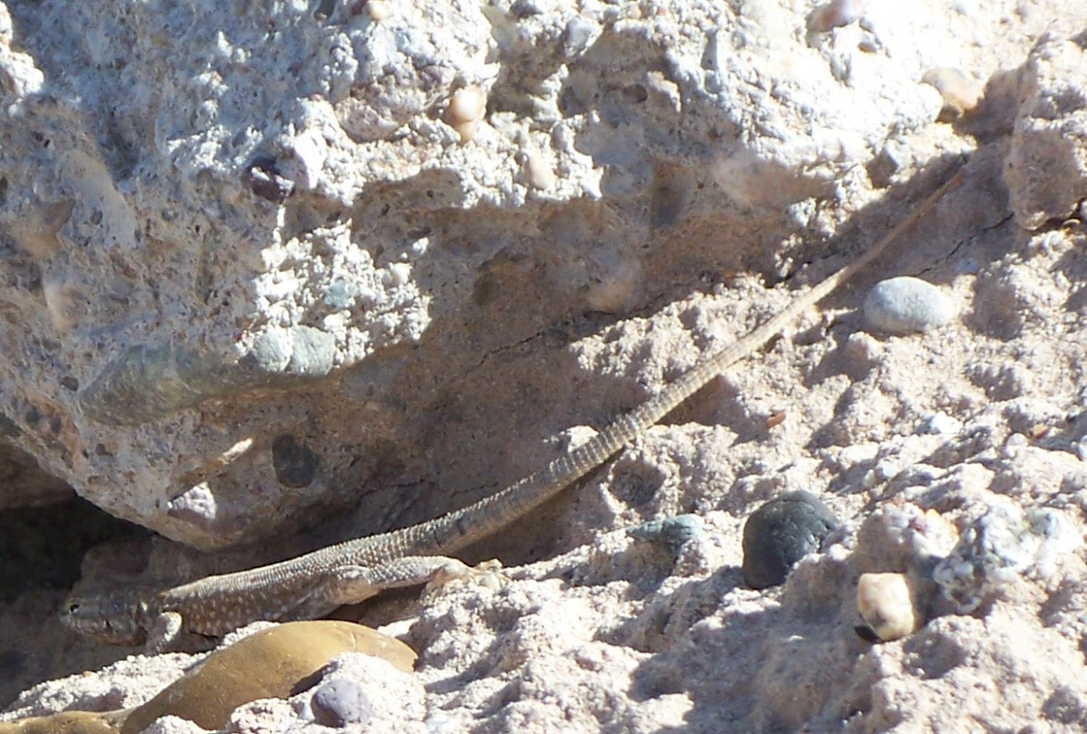 Plateau Side-Blotched Lizard