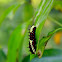 Common Mime ( Caterpillar )