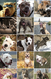 Pitbull Wallpapers Screenshots 18