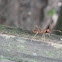 Weaver ant 