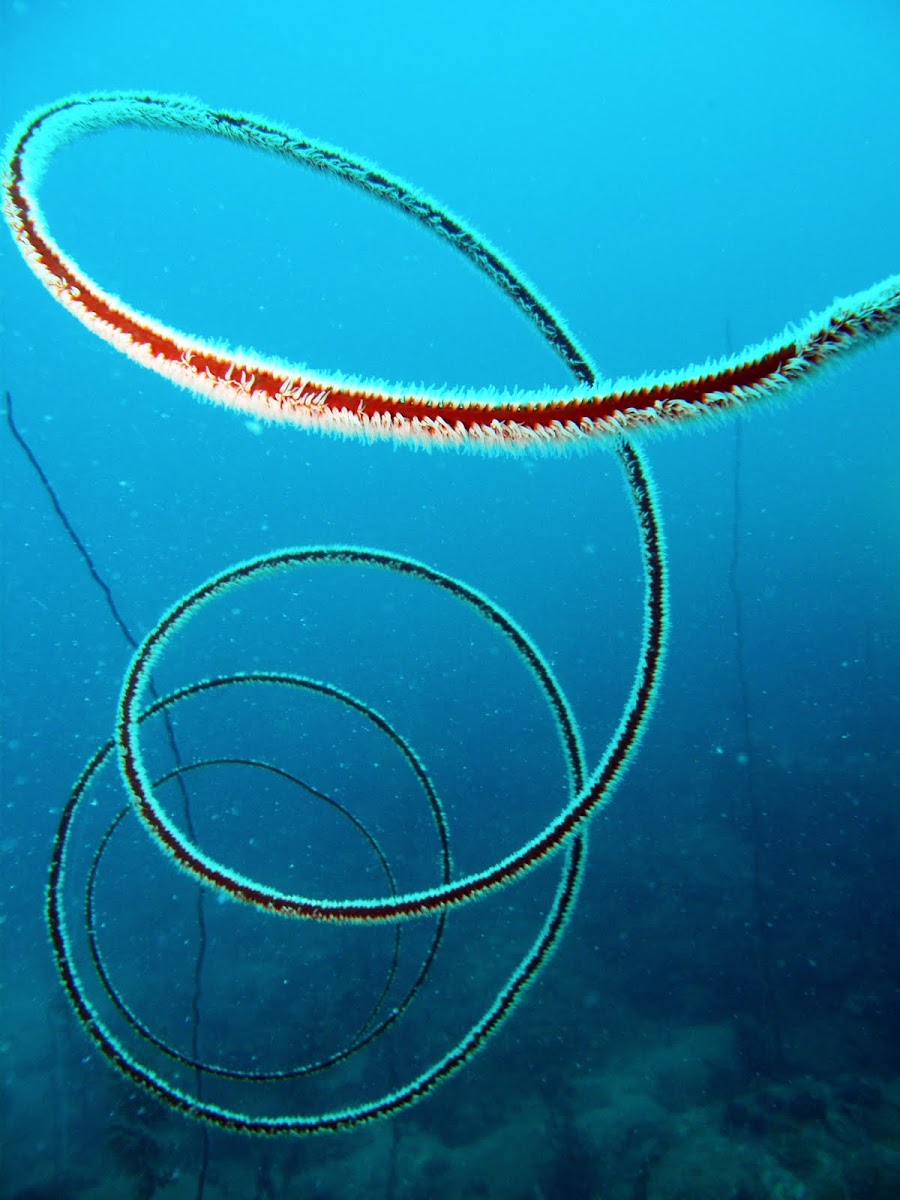 Spiral wheep or wire coral