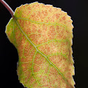 aspen leaf