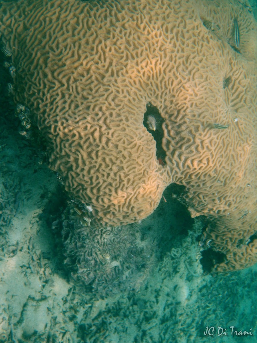 Boulder brain coral