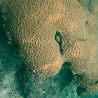Boulder brain coral