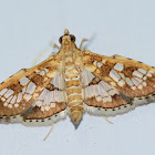 Crambid moth