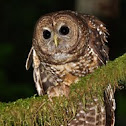 Northern Spotted Owl