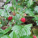 Wilde Erdbeeren (Walderdbeeren)