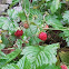 Wilde Erdbeeren (Walderdbeeren)