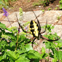 black and yellow garden spider