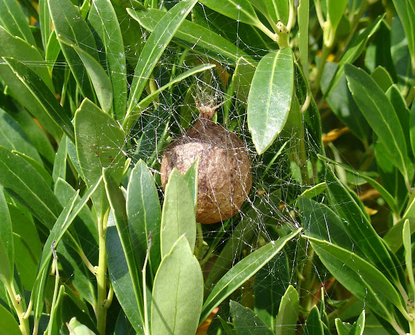 Black and Yellow Garden Spider Egg Sac | Project Noah