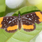 Stalachtis Metalmark