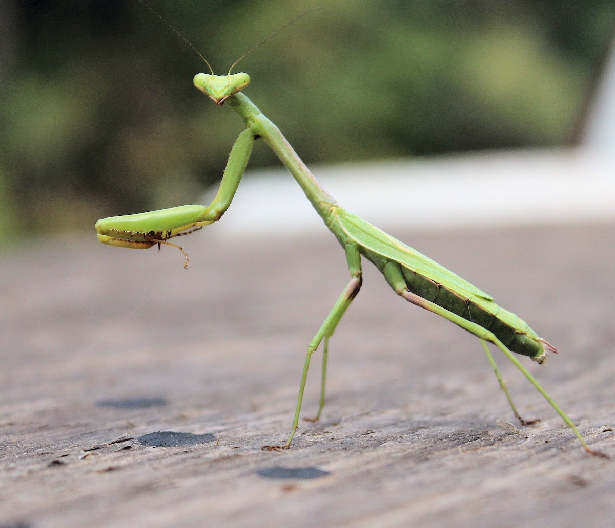 Carolina Mantis, female Project Noah