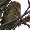 Tawny Owl