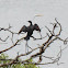 Little Black Cormorant & Great Egret