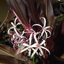 red crinum lily