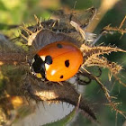 Seven-Spotted Ladybugs
