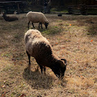 Domestic Sheep