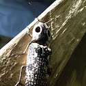 Eyed Click Beetle