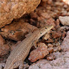 Small-spotted Lizard