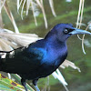 Boat-tailed grackle (male)