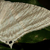 Micronia Moth