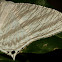 Micronia Moth