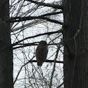 barred owl