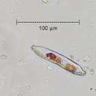 Diatom